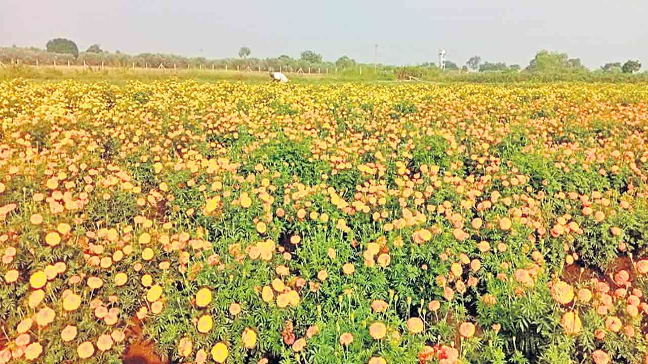 లాభాల పూదోట