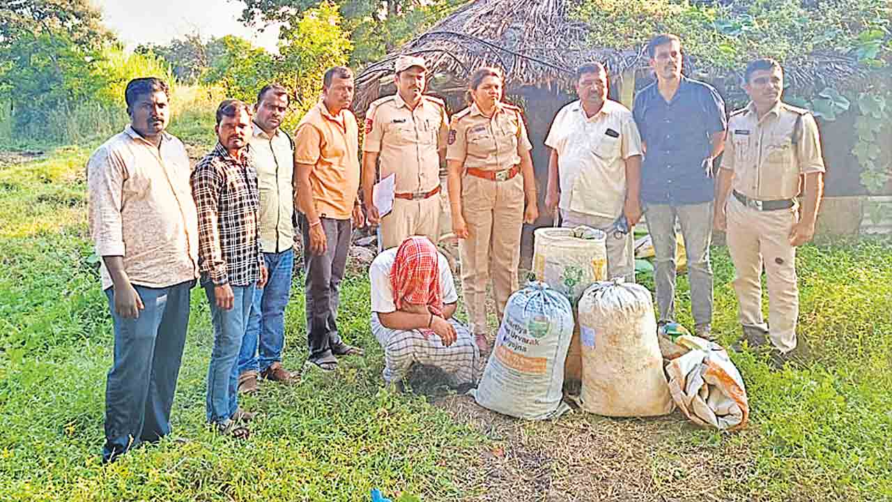 పత్తి పంటలో గంజాయి సాగు