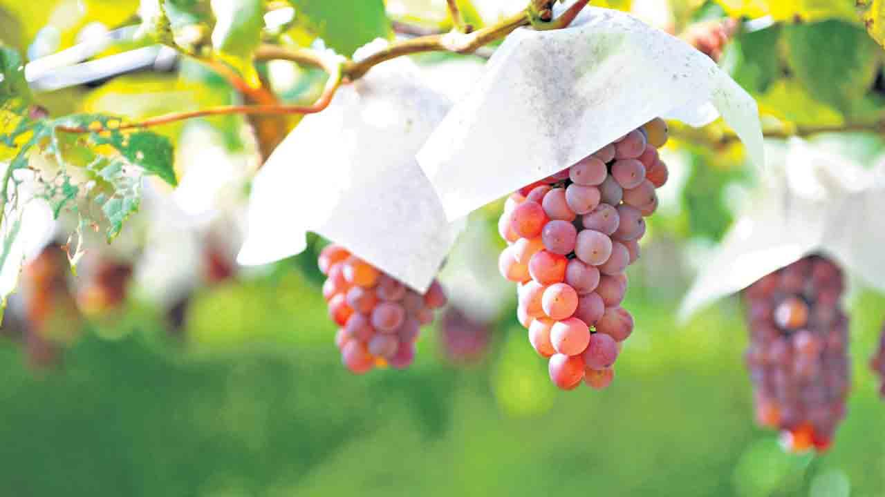 తాజాగా… రోజాలా…లాగించేయండి!