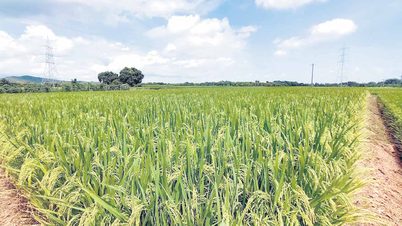 వరి బోనస్.. బోగస్