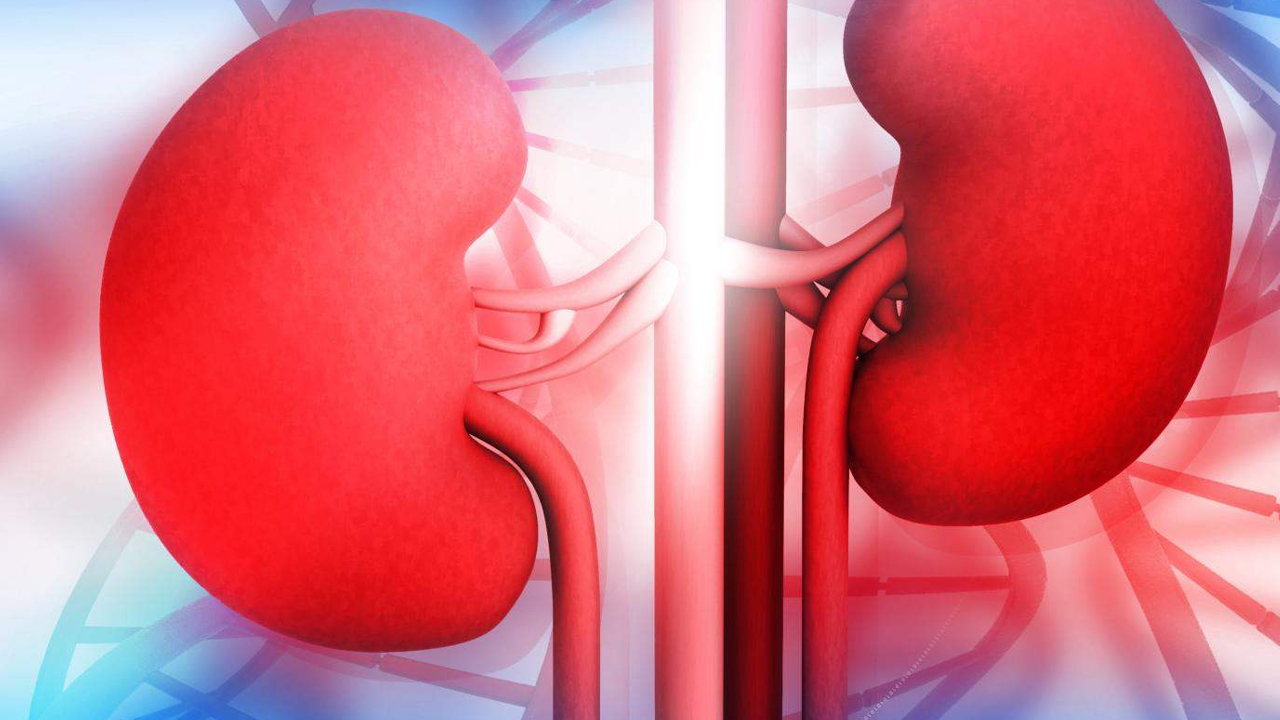 Kidney health | మీ కిడ్నీలు సరిగ్గా పనిచేయాలంటే మీరు తీసుకునే ఆహారంలో ఇవి కచ్చితంగా ఉండాలి..!