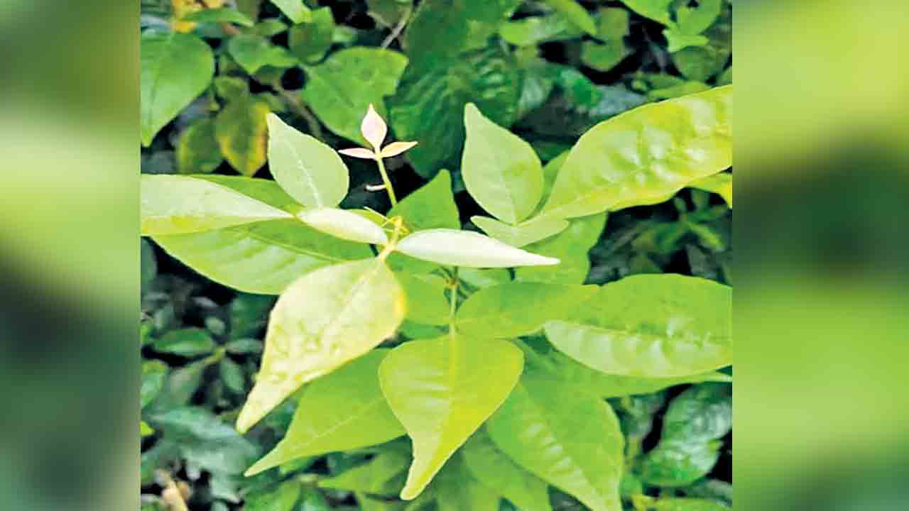 పీవీ స్మృతి వనమాలిక