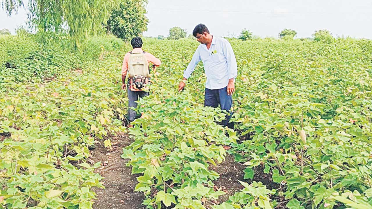 పత్తి రైతు పరేషాన్‌