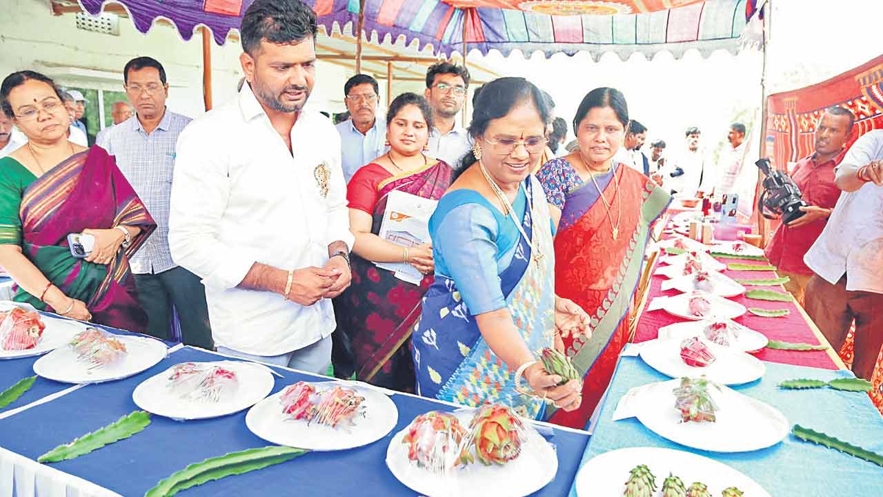 డ్రాగన్ ఫూట్ సాగుకు మొగ్గు చూపాలి
