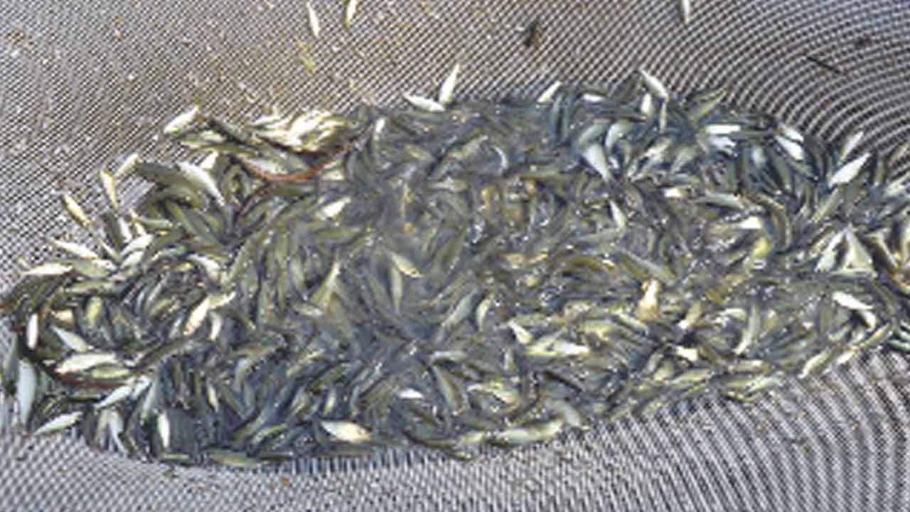 ఉచిత చేప పిల్లలకు ‘టెండర్‌’