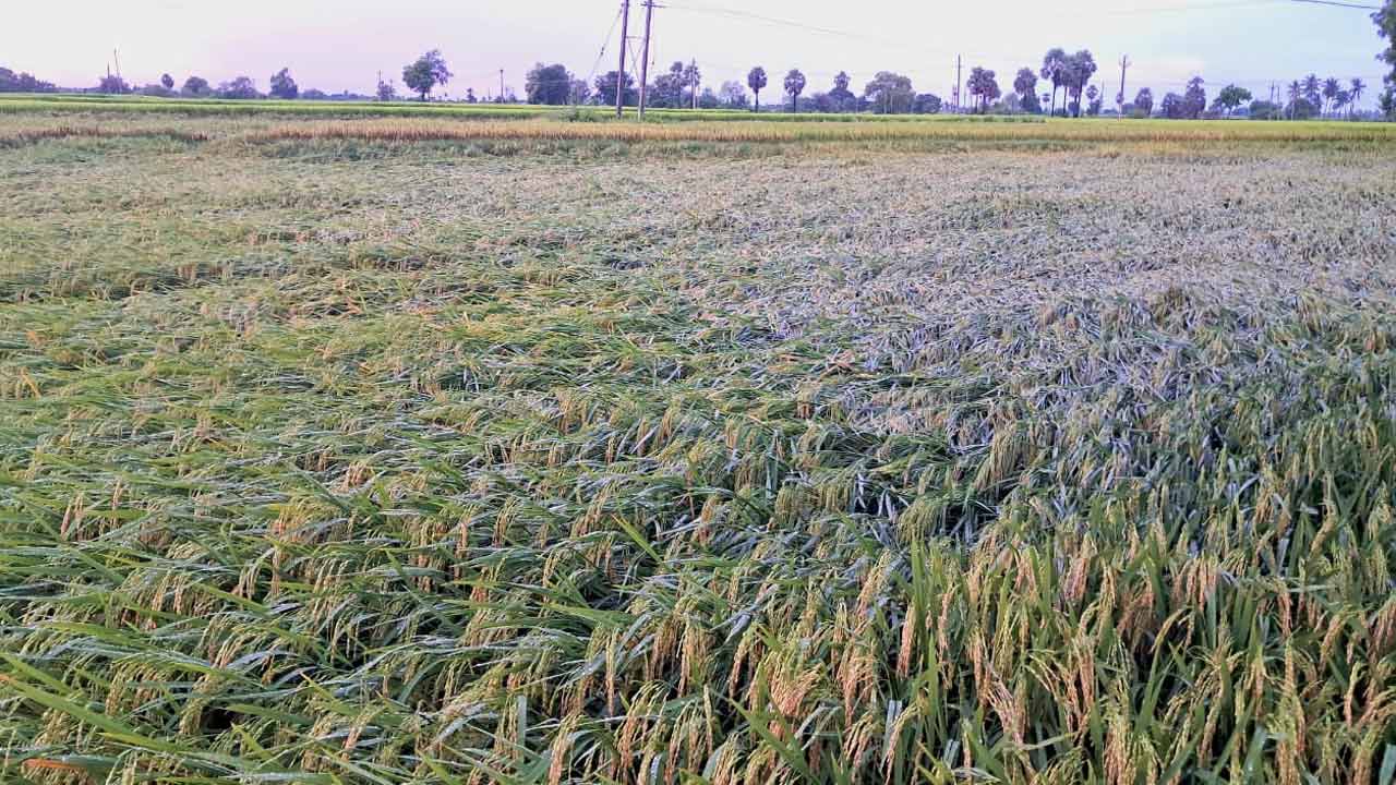 ఊరటనిచ్చిన వాన