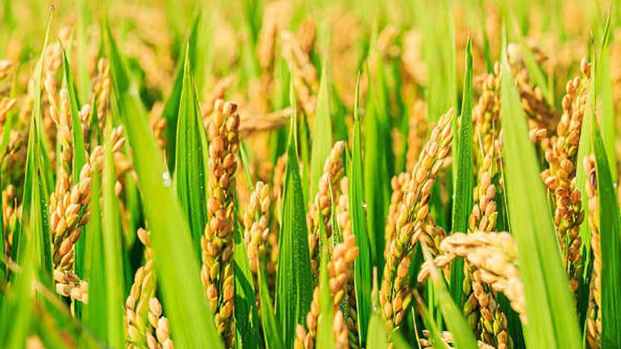 Rythu Bharosa | రైతు భరోసా లేనట్టేనా.. వానకాలం సీజన్‌ ముగిసినా పట్టని సర్కారు