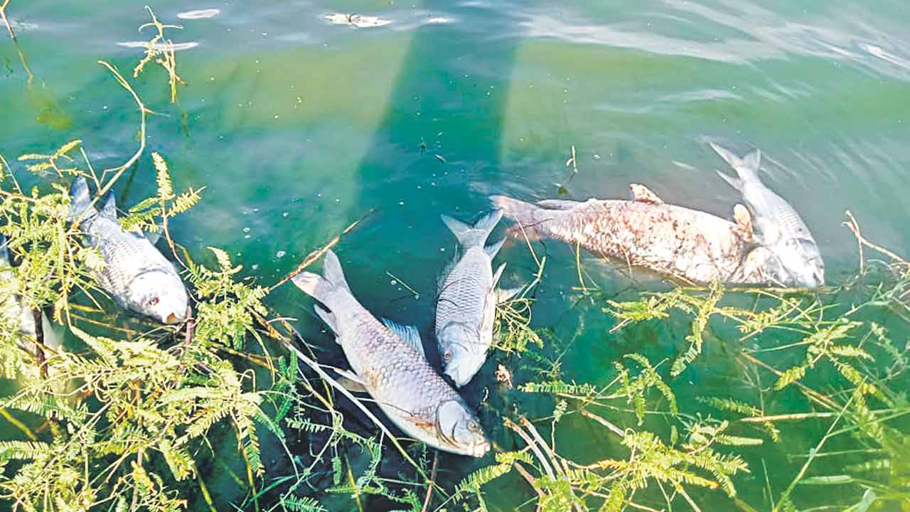 కాశన్నకుంటలో చేపలు మృత్యువాత