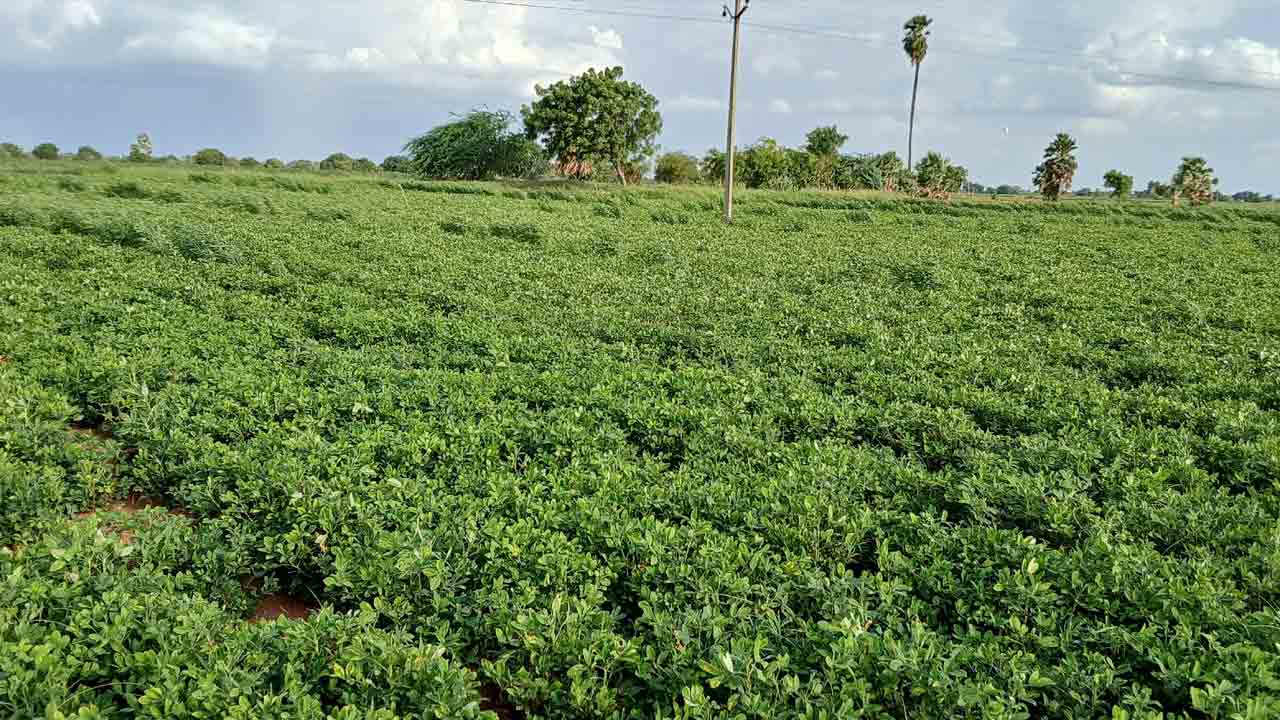 సాగు కష్టాలు
