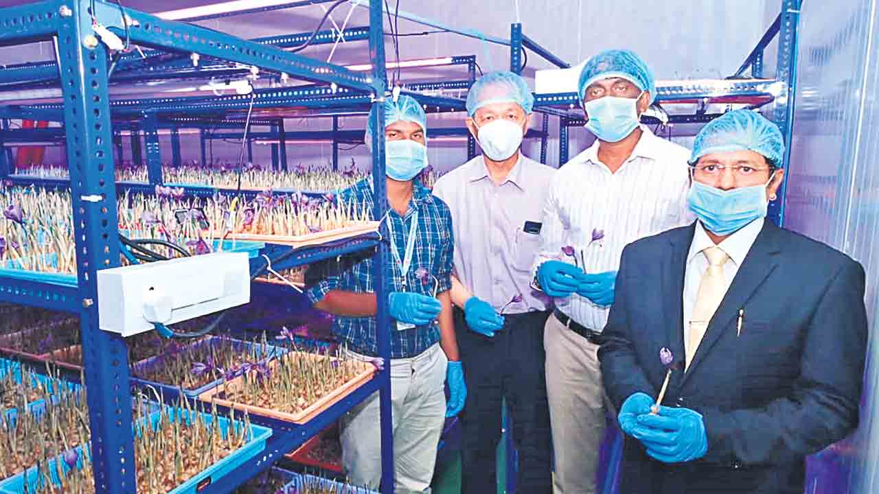 డీఎక్స్‌ఎన్‌లో కుంకుమ పువ్వు సాగు ప్రదర్శన