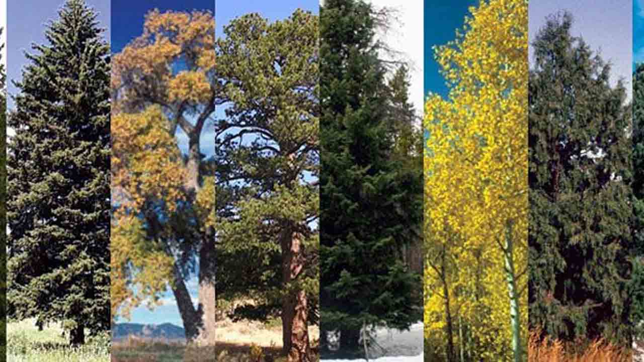 Tree Species | ప్రమాదంలో వృక్షజాతులు.. అంతరిస్తే అంతమే.. !