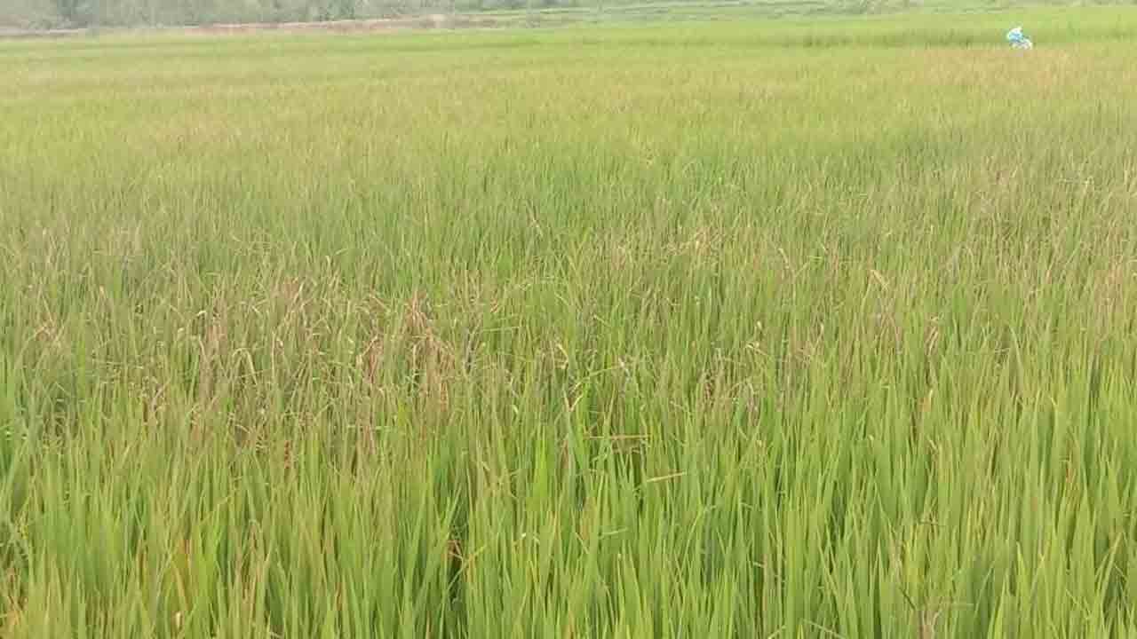 రైతు నెత్తిన హస్తం