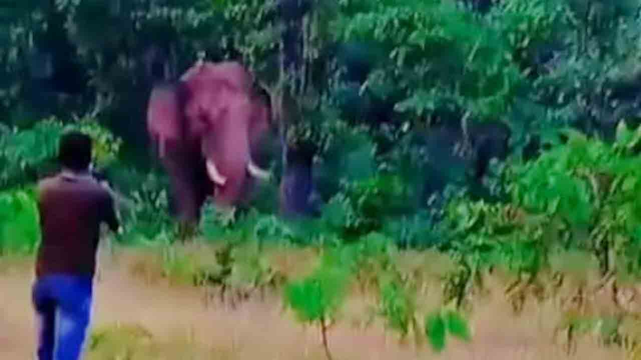Elephant | ఏనుగుతో సెల్ఫీ కోసం యత్నం.. తొక్కి చంపిన గజరాజు