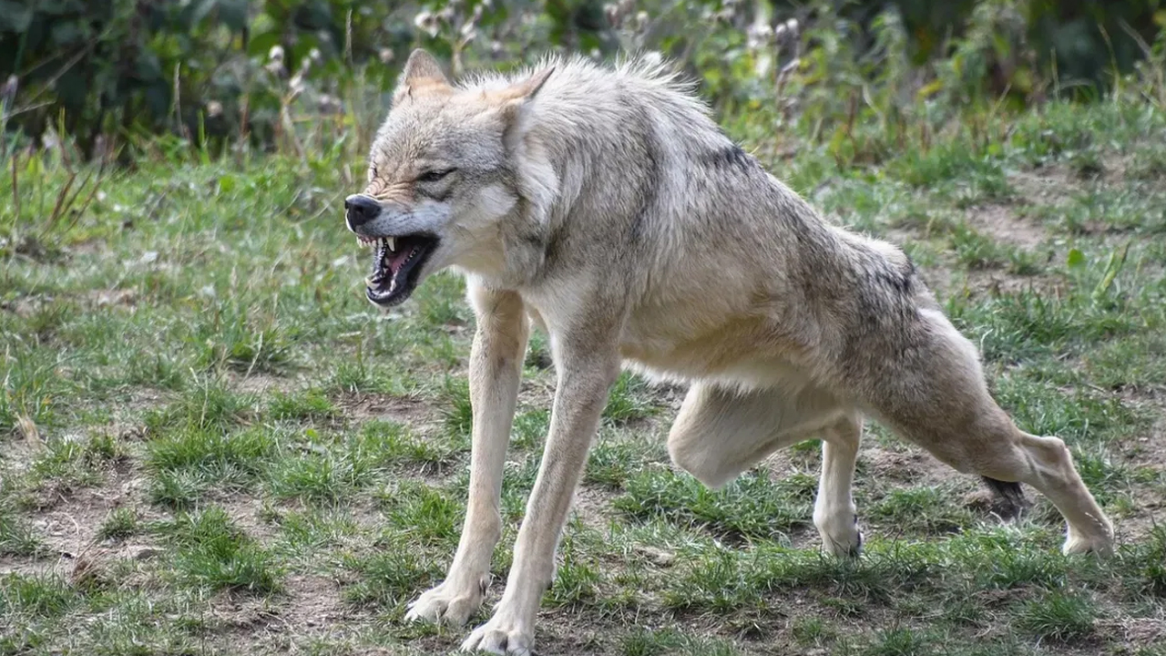 Wolf killed | ఎట్టకేలకు ఆ ఆరో తోడేలు హతం.. వెంబడించి మట్టుబెట్టిన గ్రామస్థులు