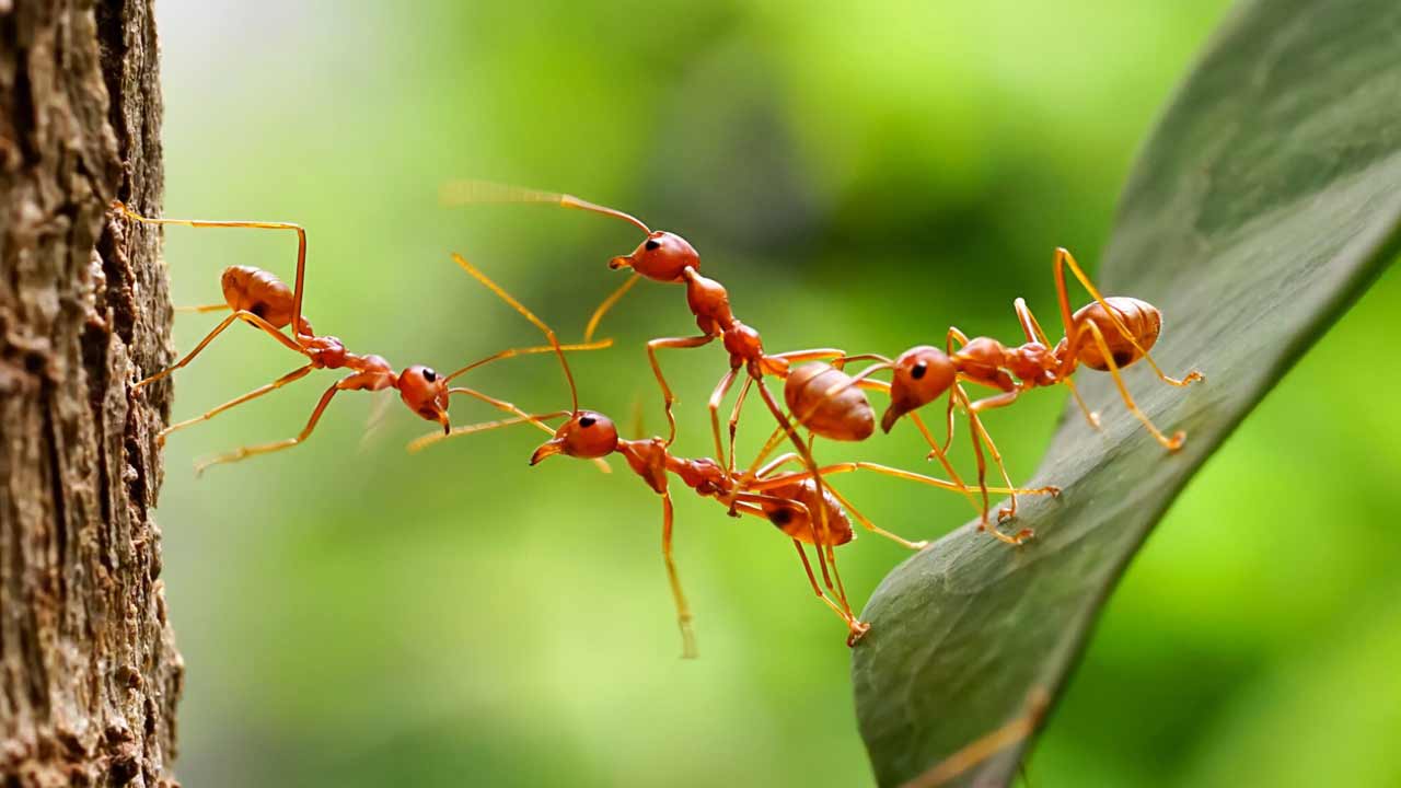 First Farmers | భూమిపై వ్యవసాయం చేసిన తొలి జీవి చీమ.. మనుషుల కంటే 6.6 కోట్ల ఏండ్ల ముందే సేద్యం