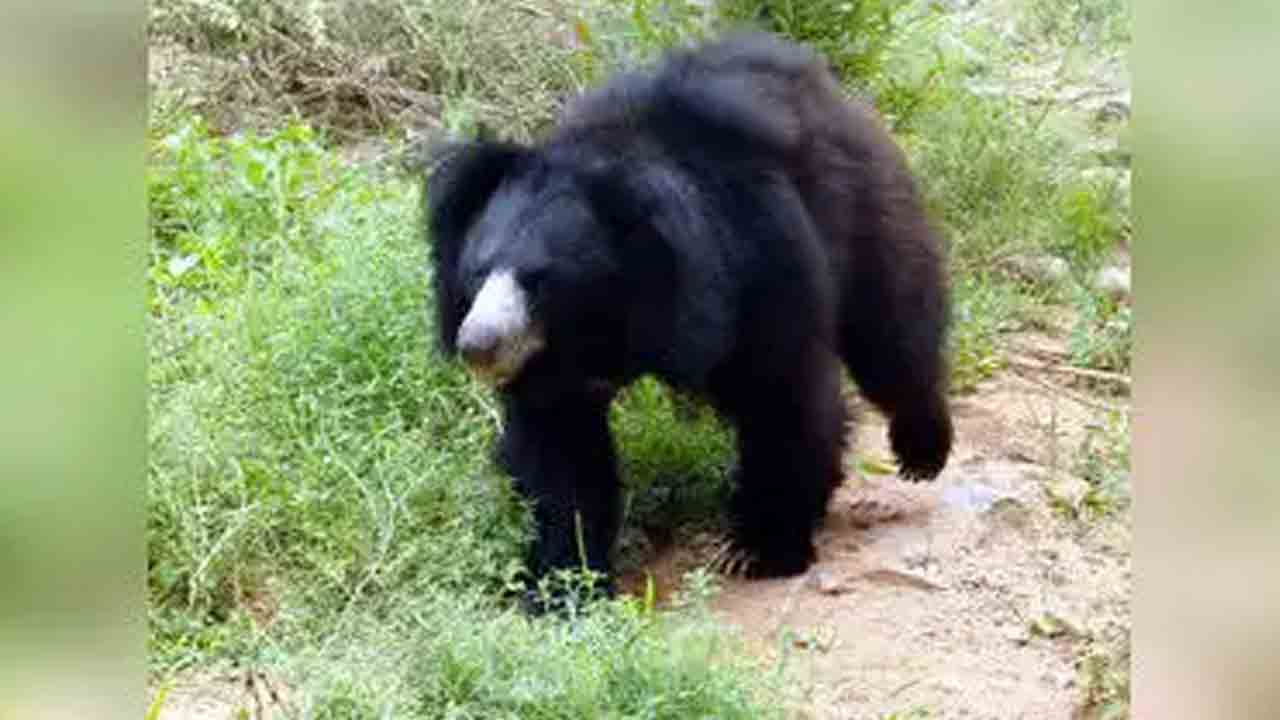 Bear Attack | గొర్రెల కాపరిపై ఎలుగుబంటి దాడి