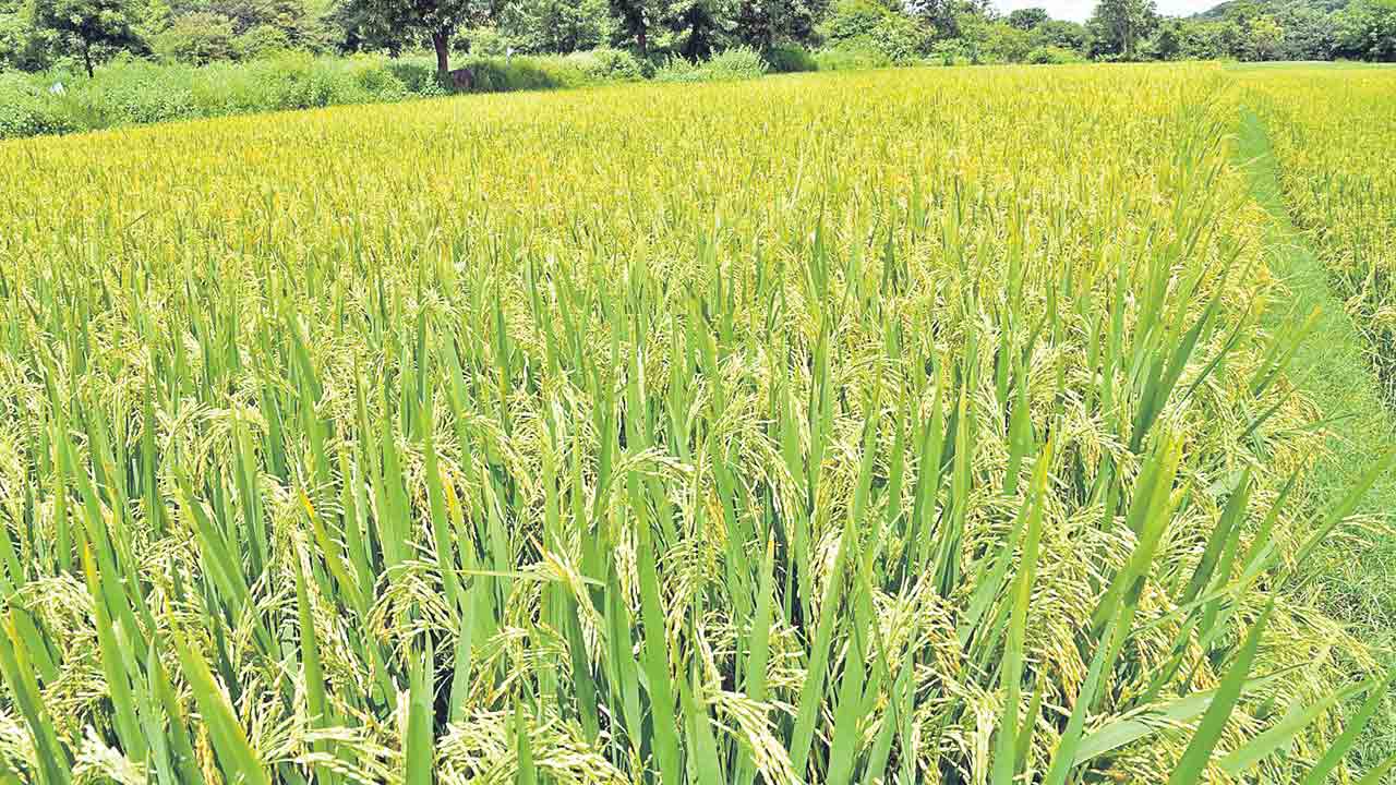 తగ్గిన సాగు..అందని సాయం