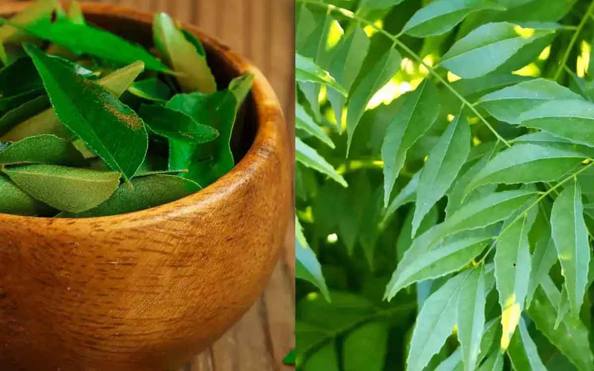 Home Remedies With Curry Leaves | జీలకర్ర పొడి, కరివేపాకు పొడి కలిపి తింటే..?