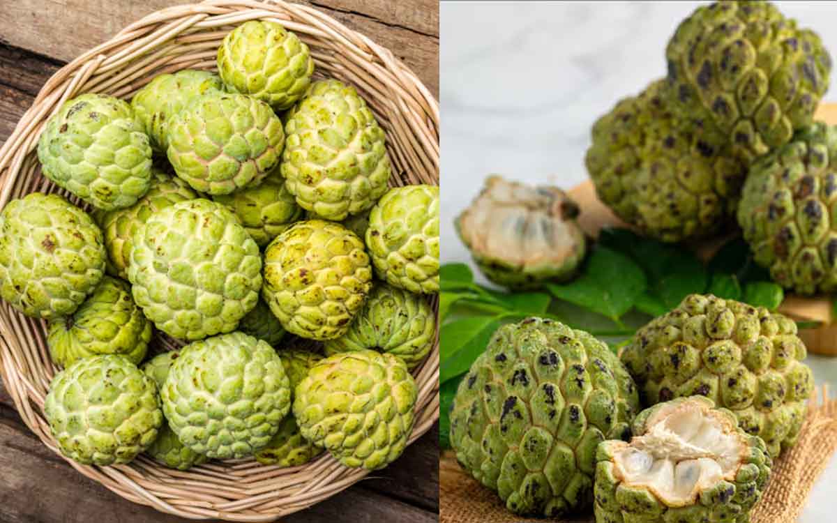 Custard Apple Benefits | సీతాఫ‌లాన్ని తింటున్నారా, లేదా.. మిస్ అవ‌కండి..!