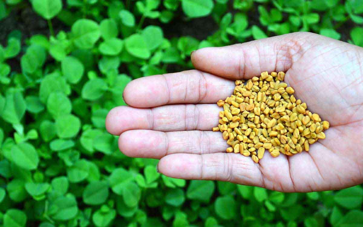 Fenugreek Seeds Benefits | రోజూ ఉదయాన్నే నానబెట్టిన మెంతులను తినాల్సిందే.. ఎందుకో తెలుసా..?
