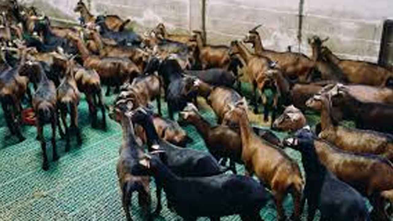 Dussehra Scheme | వంద రూపాయలకే మేకపోతు.. దసరా పండక్కి వినూత్న స్కీమ్‌