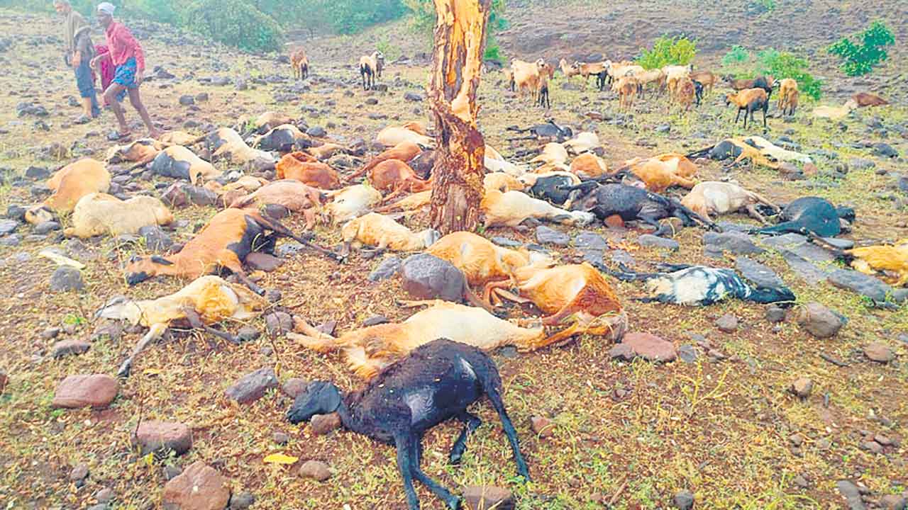 పిడుగుపాటుకు 40 గొర్రెలు, మేకల మృతి