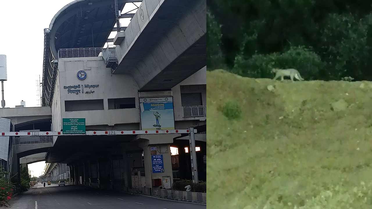 Hyderabad | మియాపూర్లో కనిపించింది చిరుత పులి కాదు.. అడవి పిల్లి.. క్లారిటీ ఇచ్చిన అటవీ అధికారులు