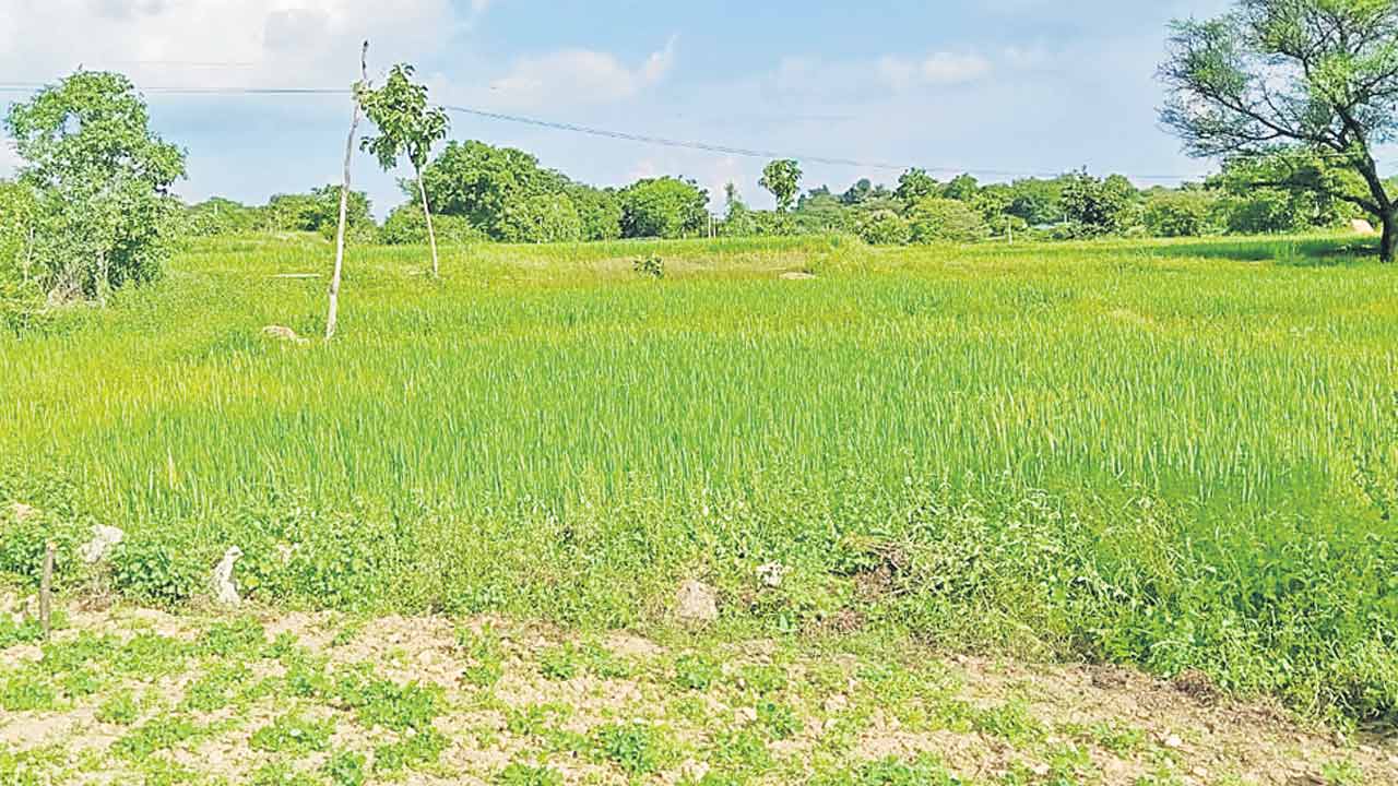 పచ్చని పొలాల్లో… ఫార్మా చిచ్చు..