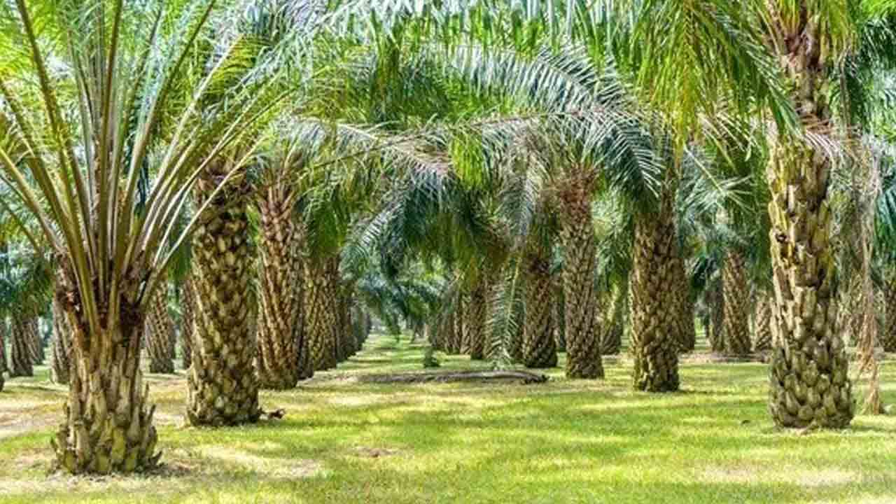 పామాయిల్‌ రైతు ఖుషీ