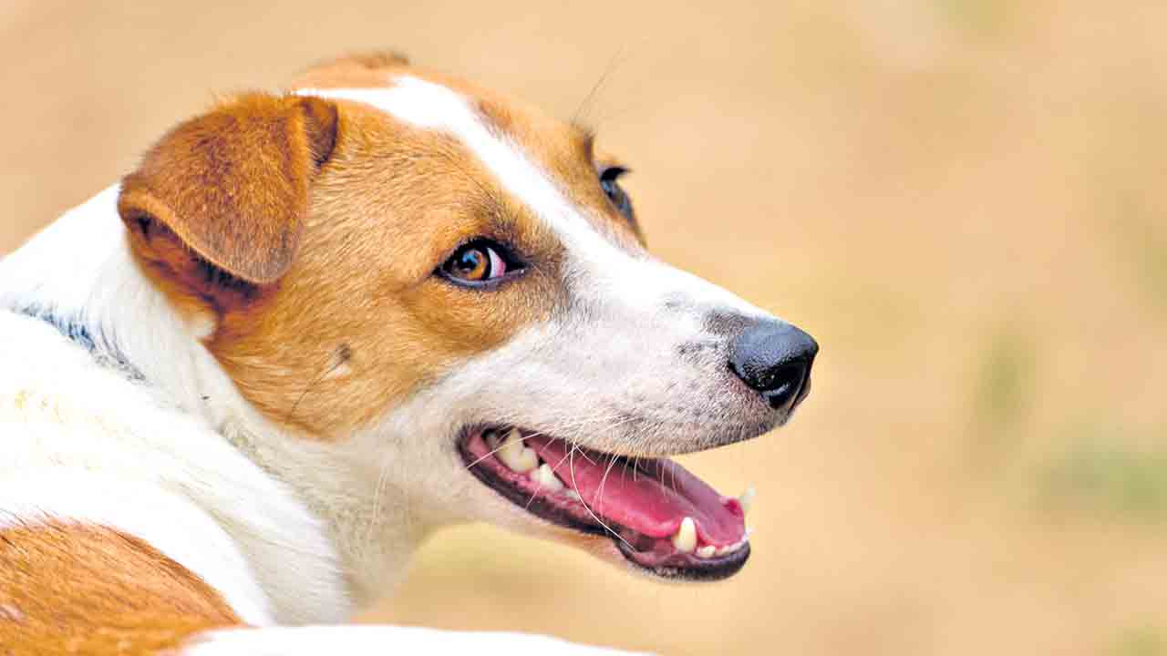 Hyderabad | వెంట‌ప‌డిన కుక్క‌.. హోట‌ల్ మూడో అంత‌స్తు నుంచి ప‌డి యువ‌కుడి మృతి