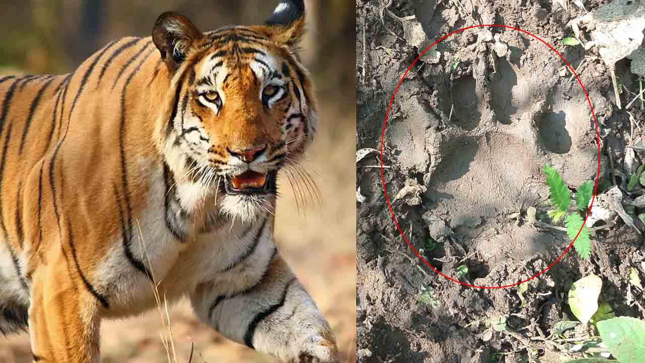 Tiger | బోథ్లో పెద్దపులి కలకలం.. అటవీ ప్రాంత్రాన్ని జల్లడపడుతున్న ఫారెస్ట్ సిబ్బంది