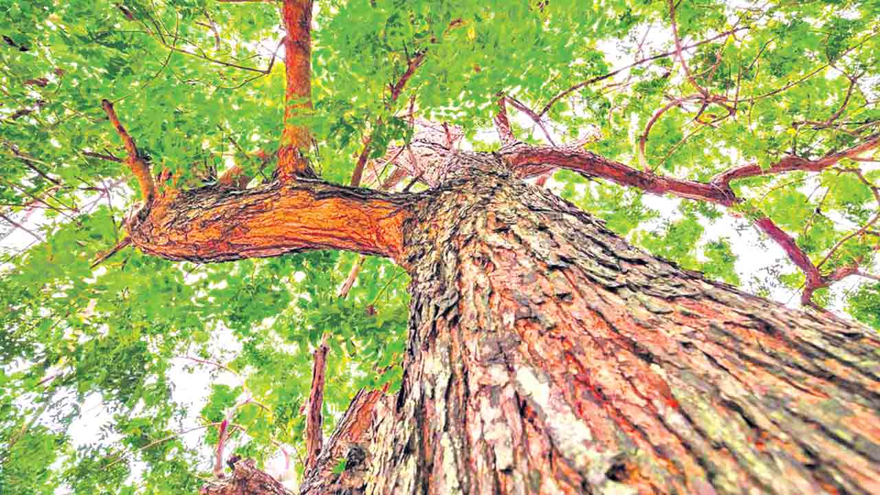 పీవీ స్మృతి వనమాలిక.. చేదు మాను చేసేది మేలు..