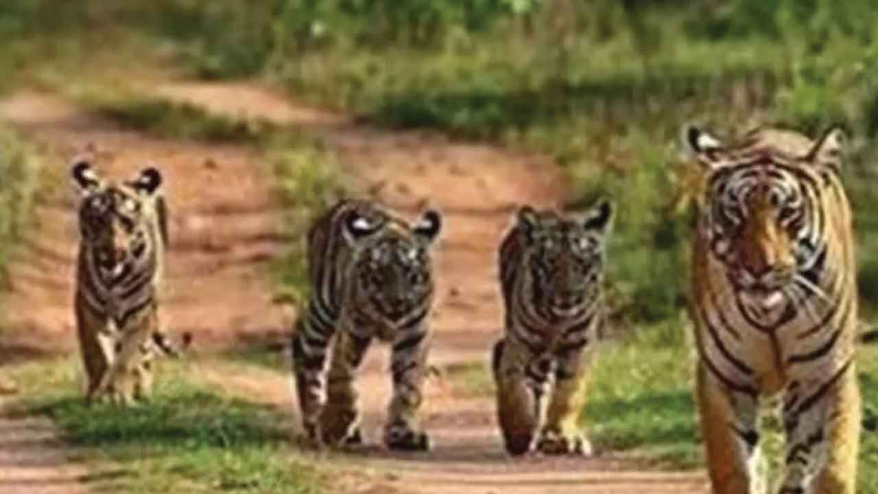 50 ఏండ్లలో 73% తగ్గిన వన్యప్రాణుల సంఖ్య