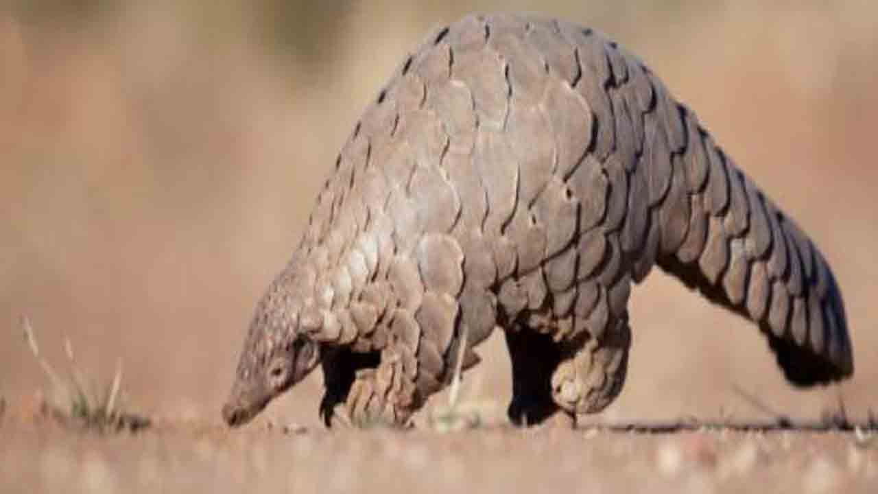 వన్యప్రాణి అలుగులపై వేటగాళ్ల కన్ను