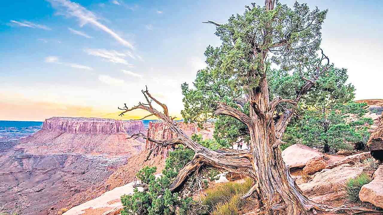 పచ్చదనంలో ప్రమాద ఘంటికలు