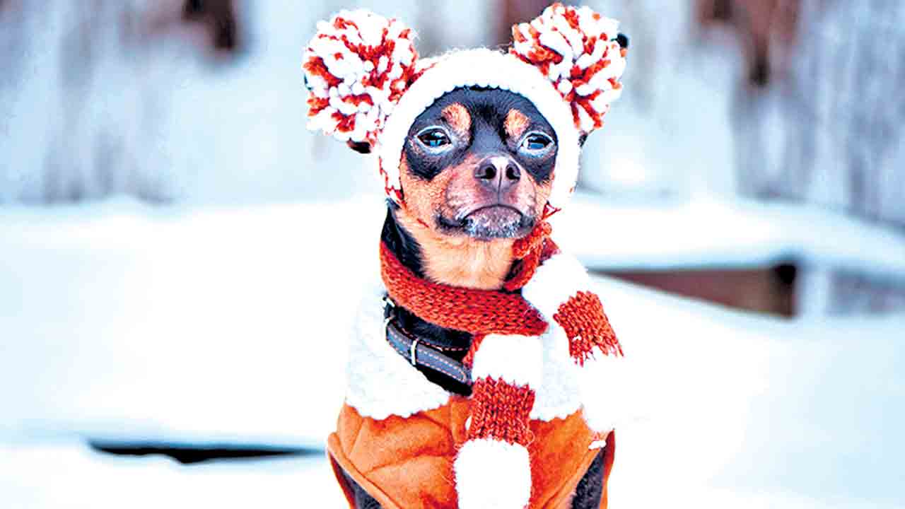 చలికాలం.. పెట్స్‌ పైలం!