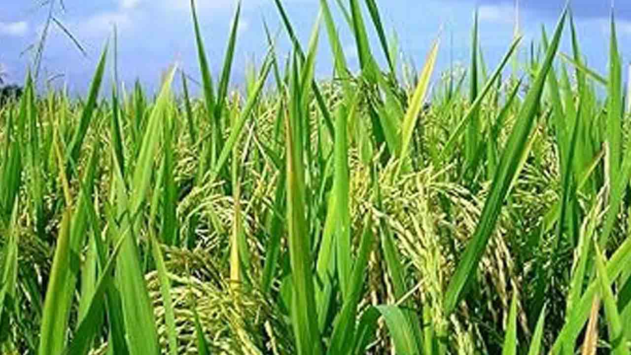 డీలర్లు ఇచ్చిందే విత్తనం