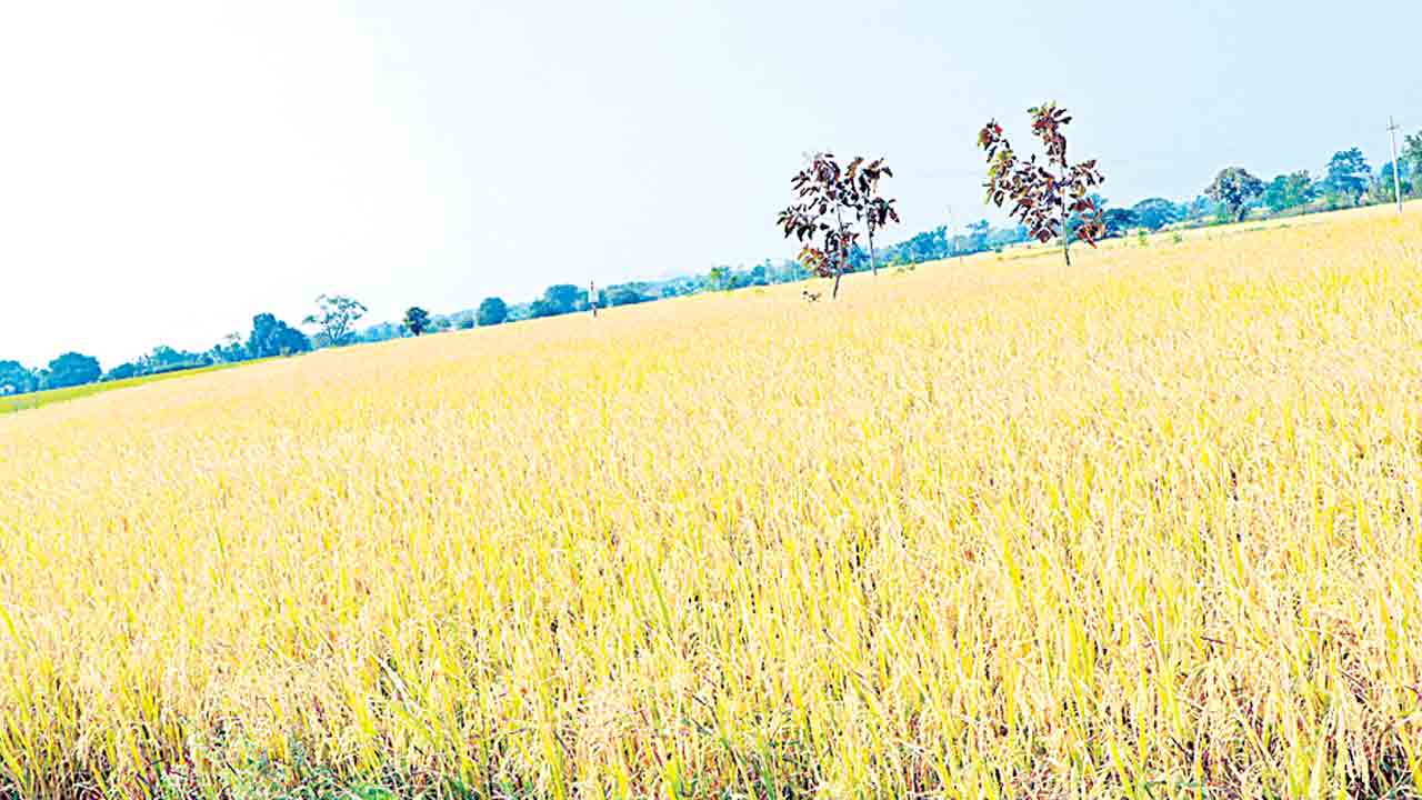 యాసంగి సాగు 1,24,292 ఎకరాలు