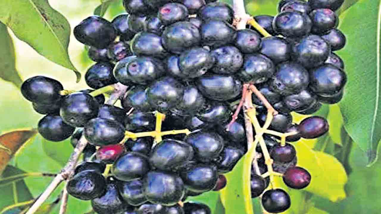 అల్లనేరేడు చెట్టు