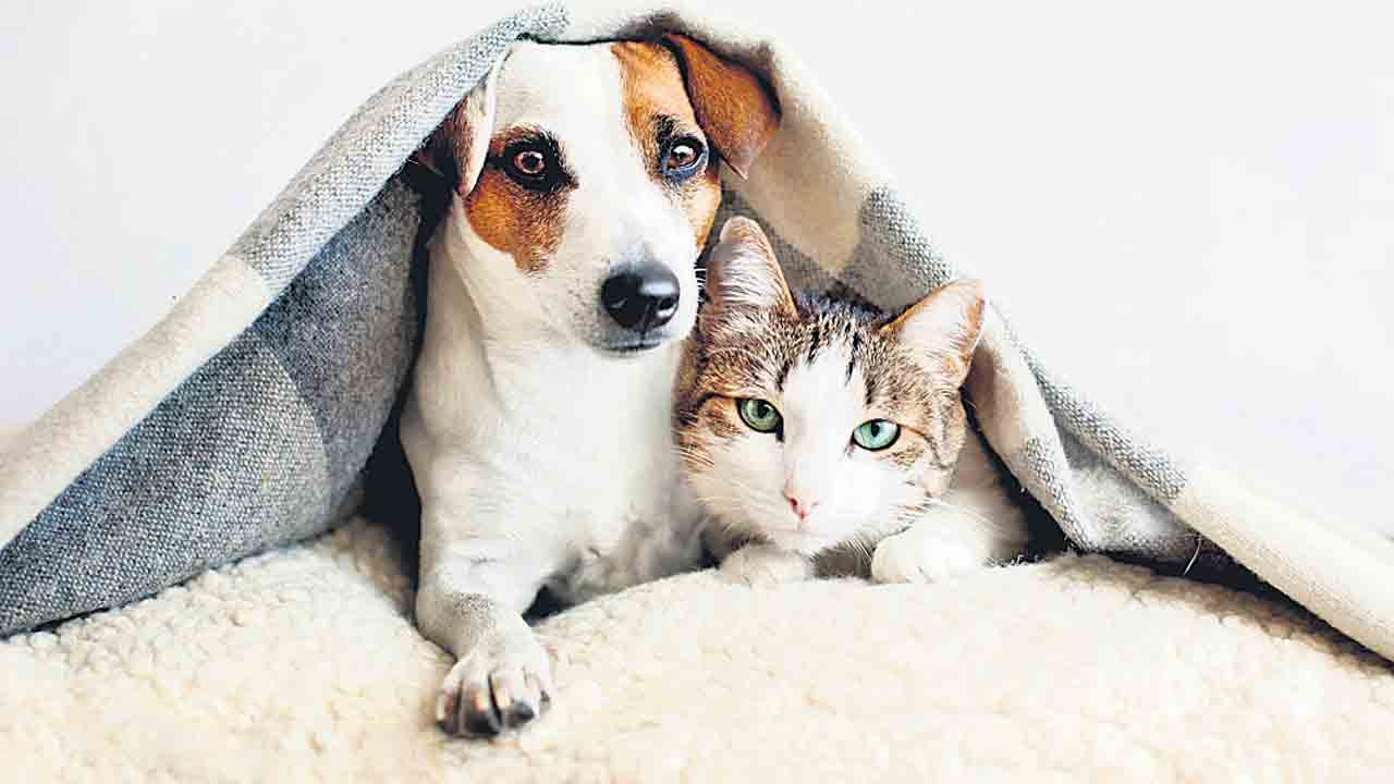 చలికాలుష్యం.. పెట్స్‌ జాగ్రత్త!