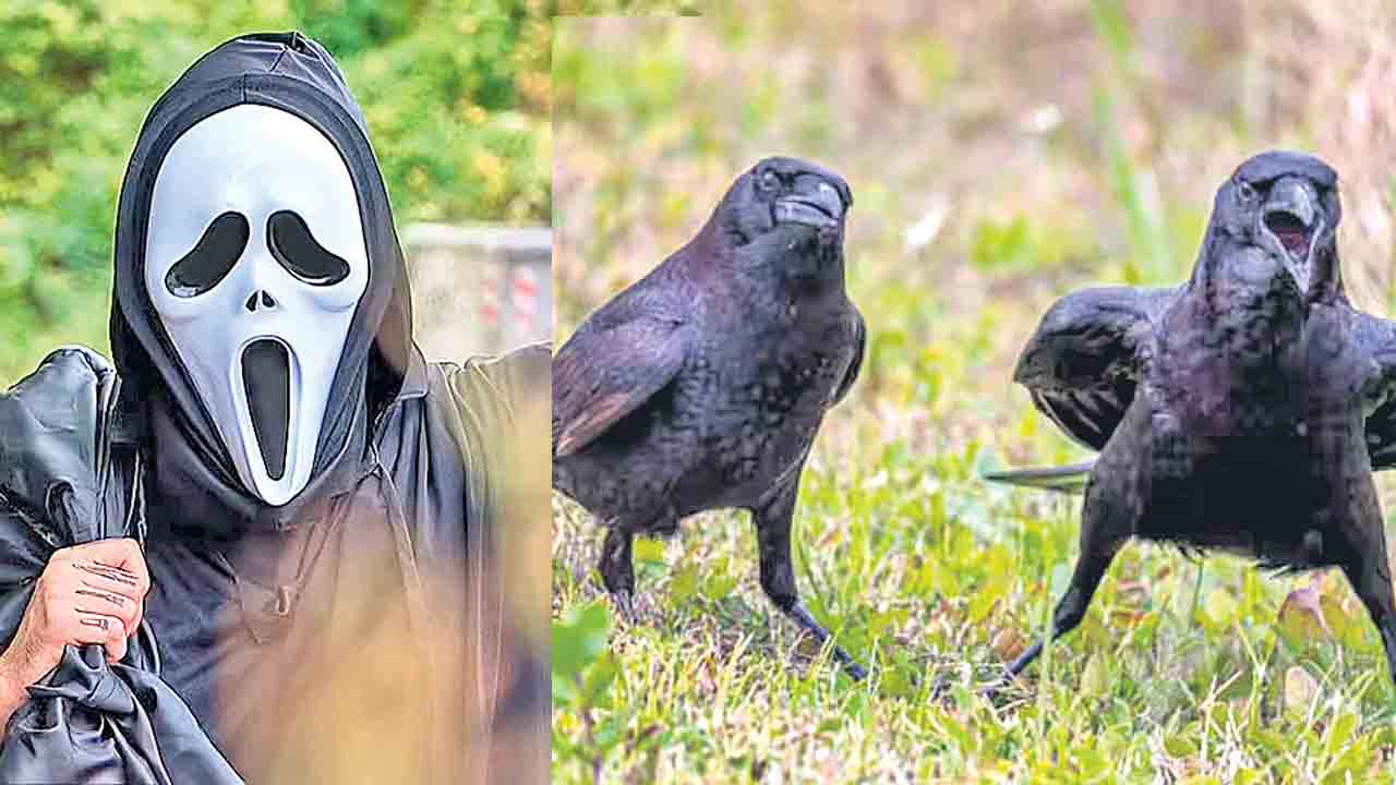 Crow Revenge | కాకులూ పగబడతాయ్‌.. 17 ఏండ్లపాటు ముఖాలను గుర్తుంచుకొంటాయ్‌!