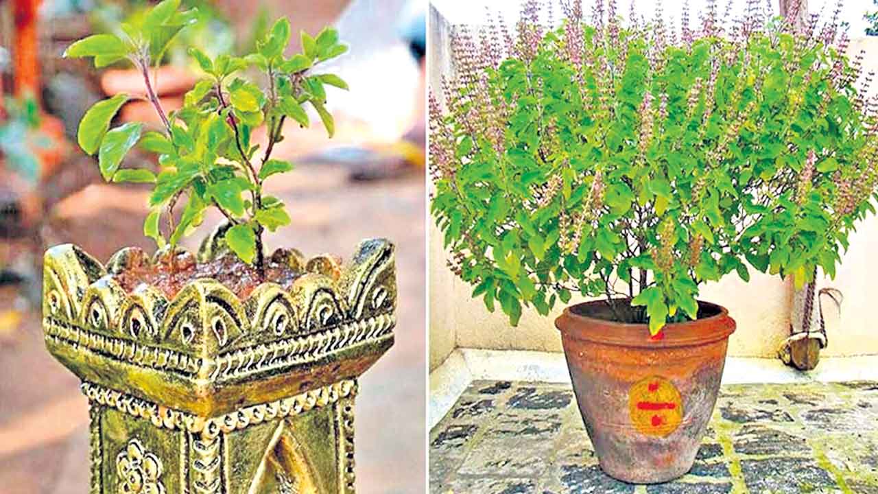 ఘనం..పీవీ వనం