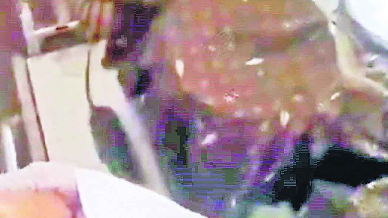 ప్రభుత్వ ప్రసూతి ఆస్పత్రిలో ఎలుకలు