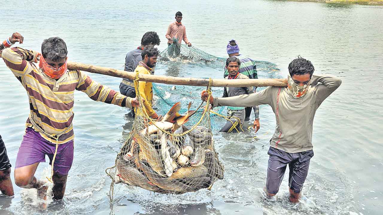తెలంగాణలో వెల్లివిరిసిన నీలి విప్లవం