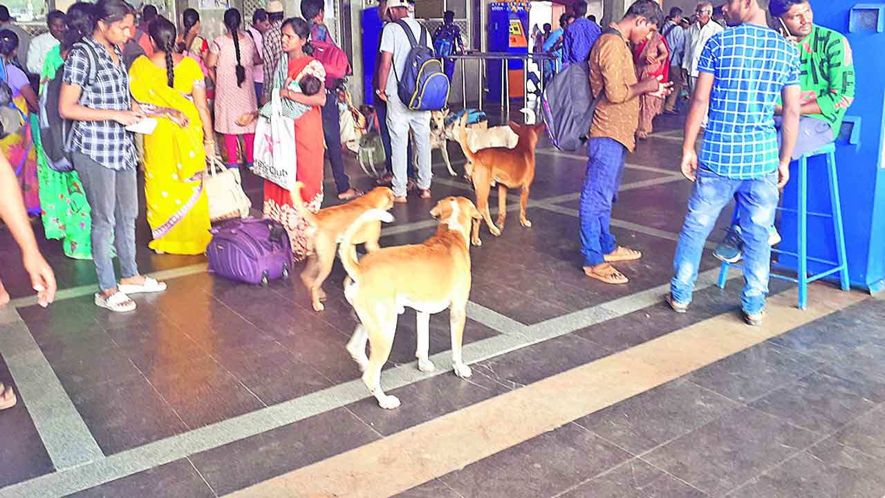 కాజీపేట రైల్వేస్టేషన్‌లో కుక్కలు