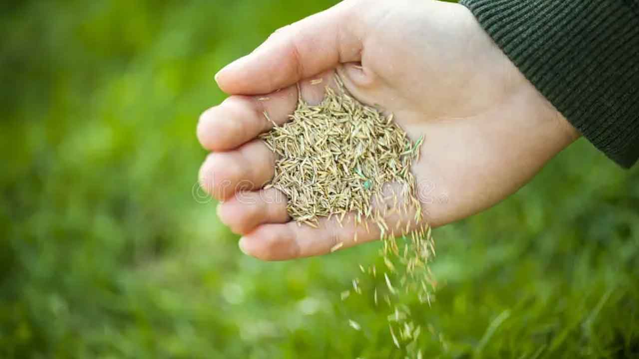 ఉచిత గడ్డి విత్తనాల కోసం.. ఐదేండ్ల ప్రాజెక్టు