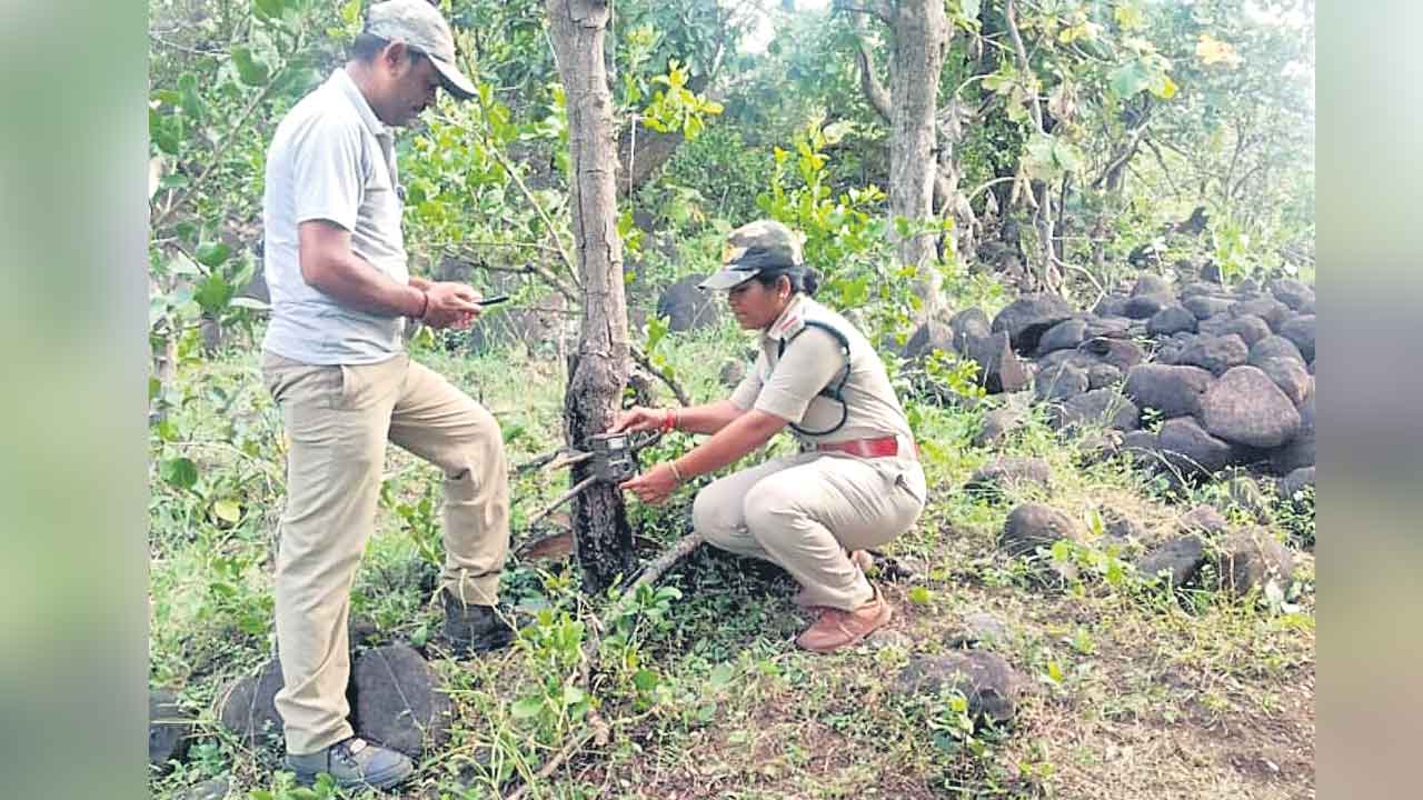 బాబోయ్ పెద్దపులి!