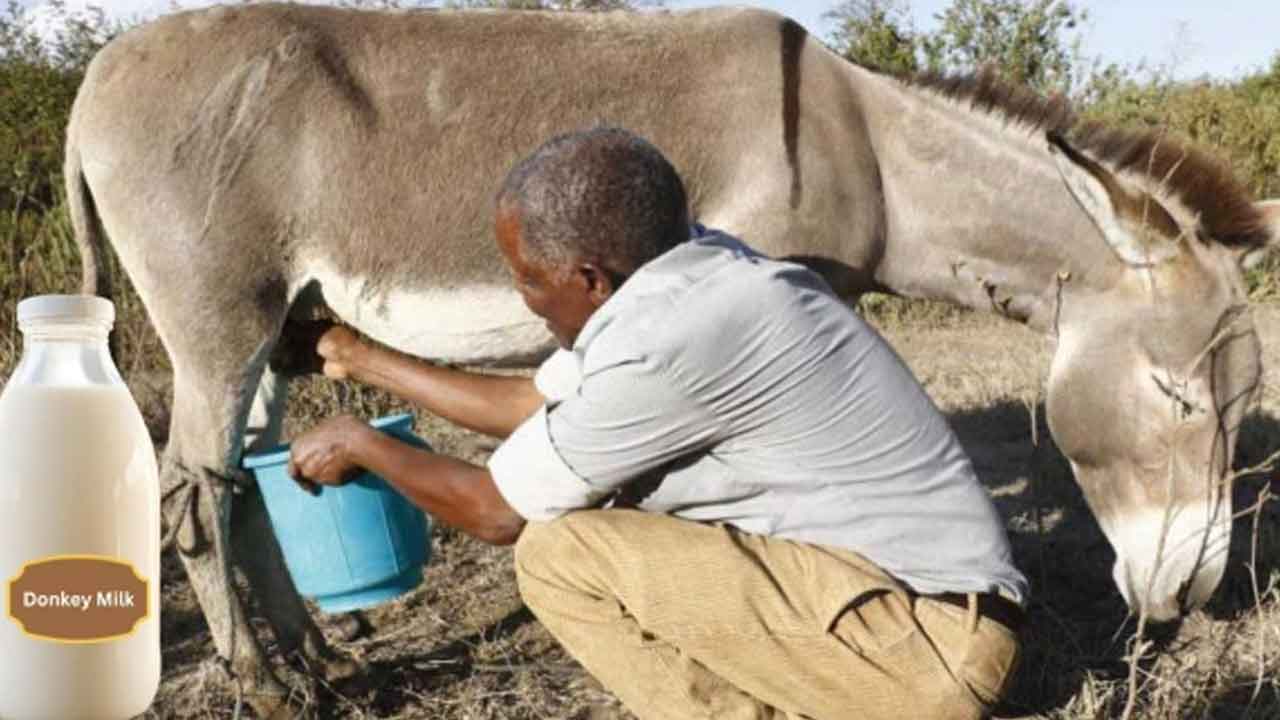Donkey Milk | గాడిద పాలతో 100 కోట్ల మోసం.. అధిక లాభాలు ఆశచూపి మాయలో పడేసిన మోసగాళ్లు