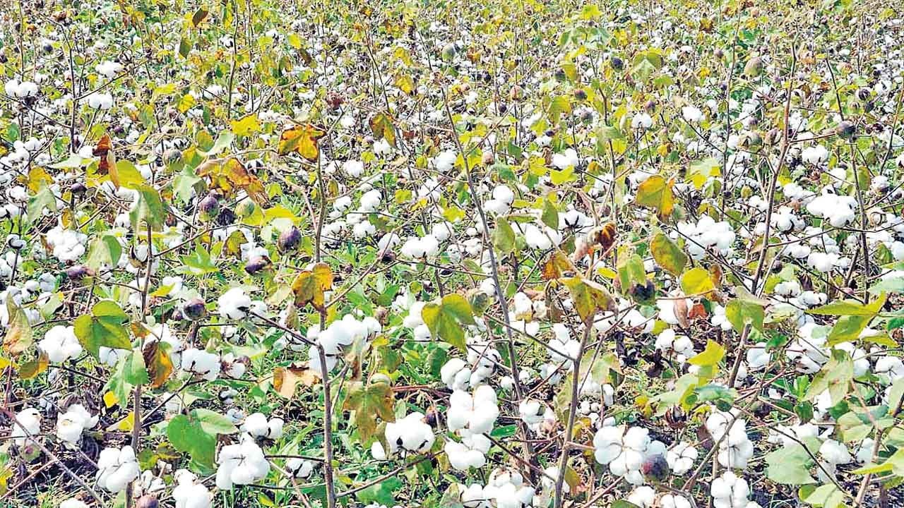 Telangana | సాగు సన్నగిల్లింది.. ప్రభుత్వ నిర్లక్ష్యంతో దిక్కుతోచని స్థితిలో రైతన్న!