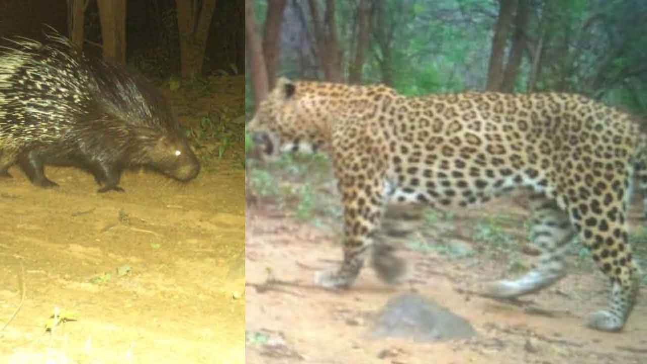 నల్లమలలో వణ్యప్రాణుల సందడి